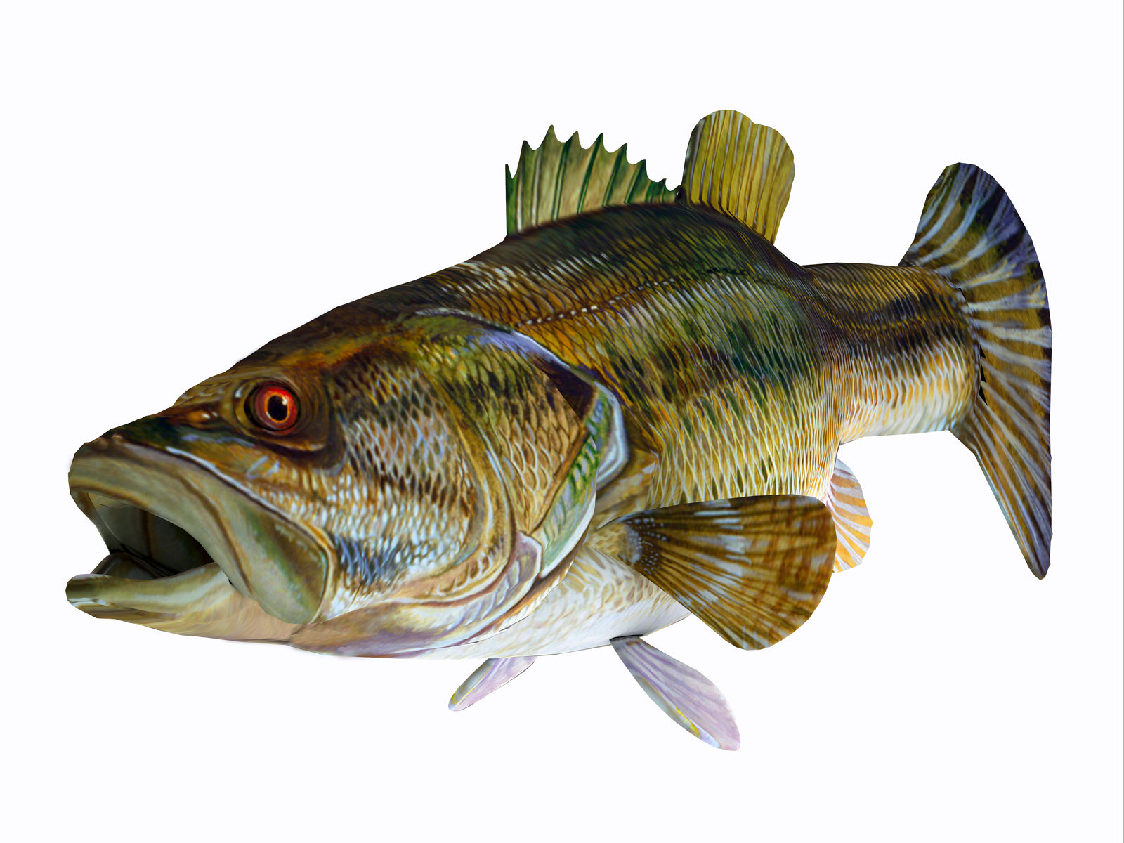 Largemouth Bass Collection