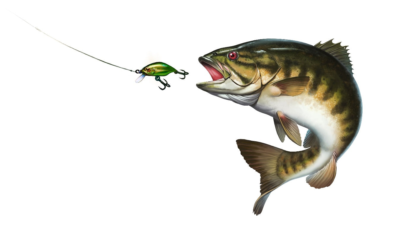 Smallmouth Bass collection
